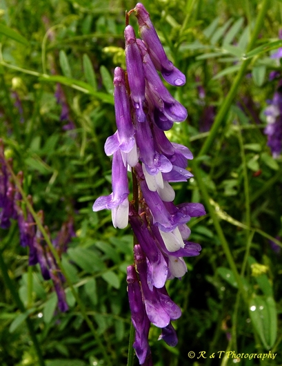 {Vicia villosa}
